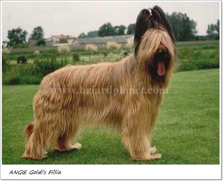 ANGIEGOLDFILIA
