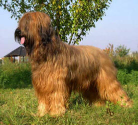 ATTREI Badrias Darling