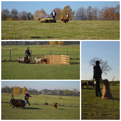 AURELIA BELEZZA Dilorini vel Auri 