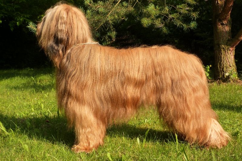 BONBON SHAGGY ElBridorado