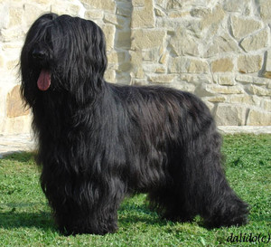 Cartier Monzerat Dragan