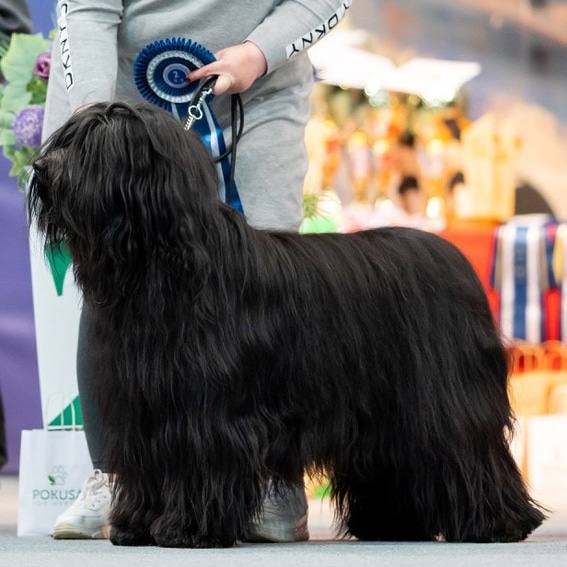 DUKEOFDARKNESSHairyHeaven