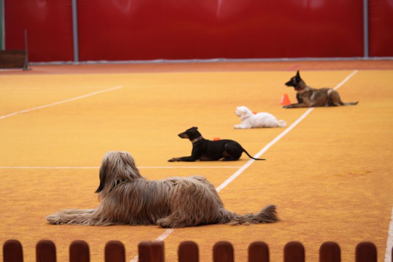 Amazing Lady obedience