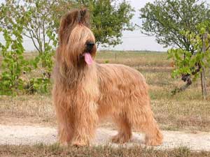 Inndia Blonde