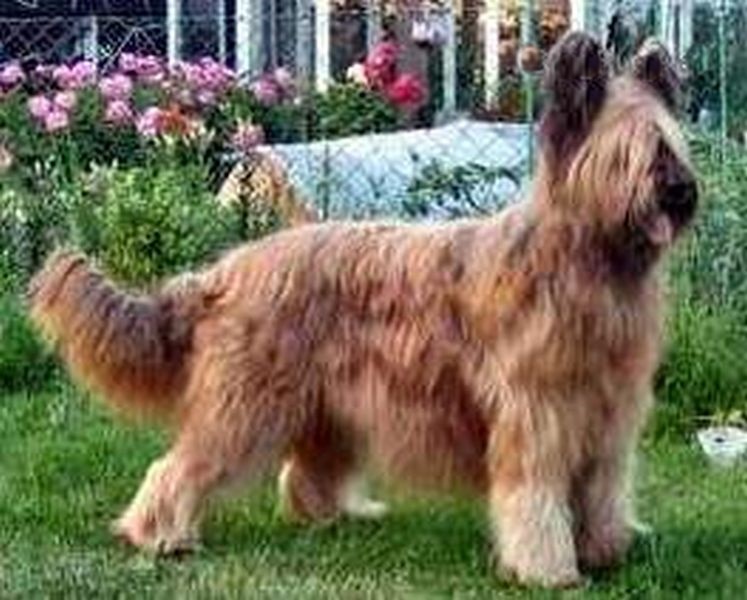 PRASE DES PITRENGOELE