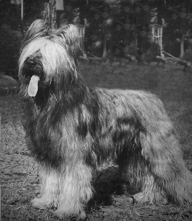 PRINCE CHIVAS des Monts den Crouzille3