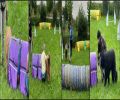 agility