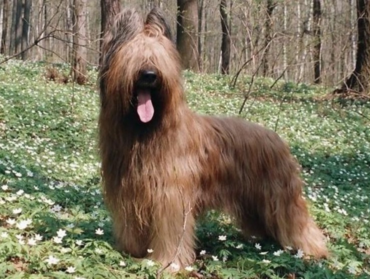aramkor
