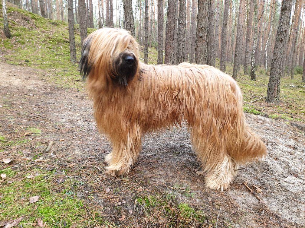 aslan