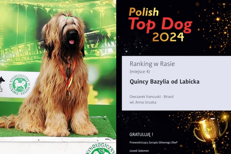 bazylia2025p