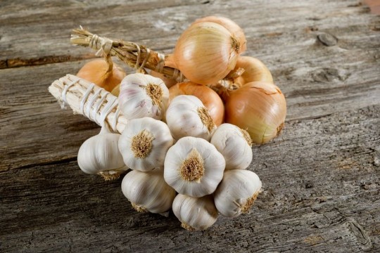 cebula