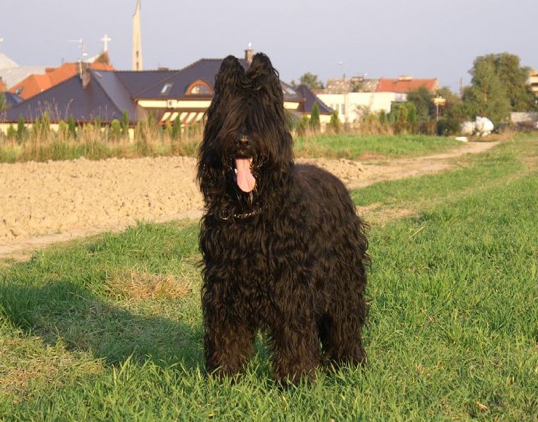 duke