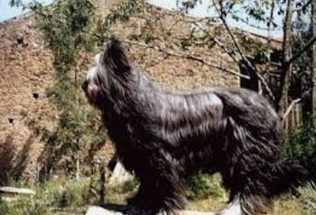 hapache2