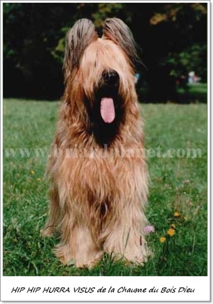 hiphiphuravisusdelachaumeduboisdieu