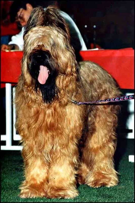 inca