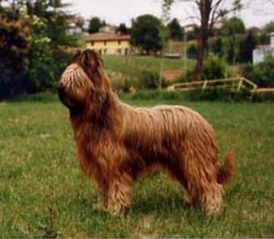 iskander2