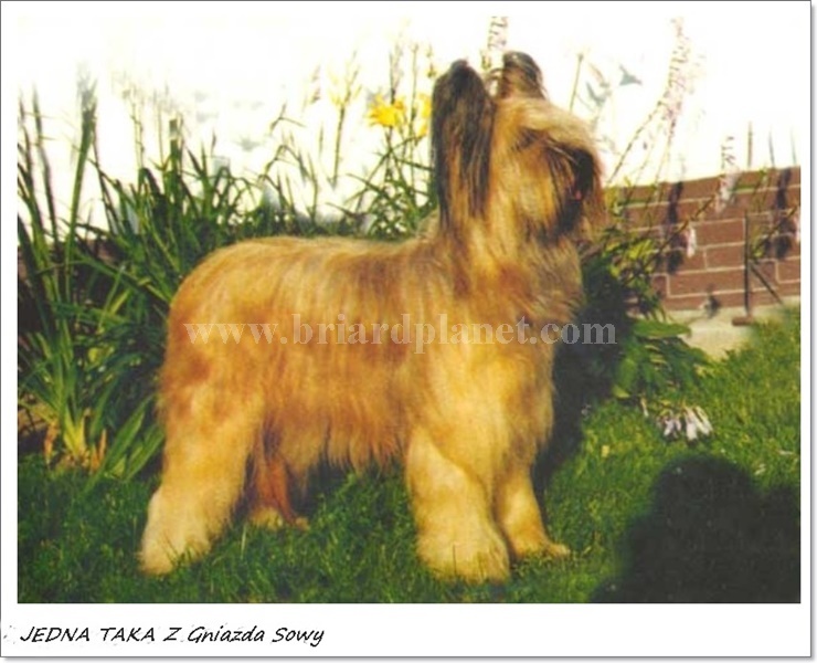 jednatakazgniazdasowy2