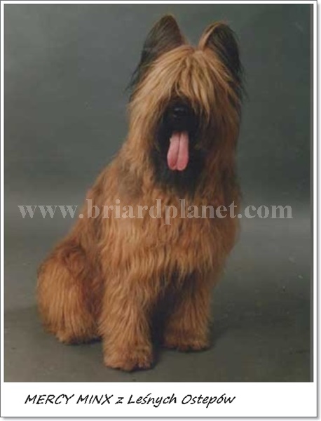 mercyminxzlesnychostepów