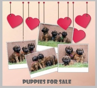 puppies