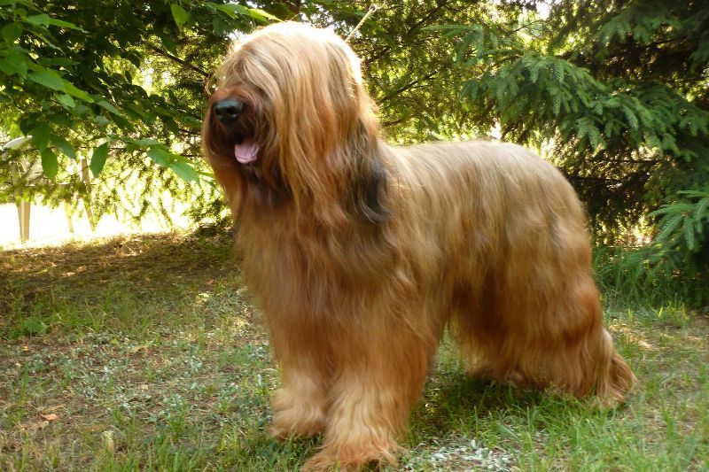 vancarmello