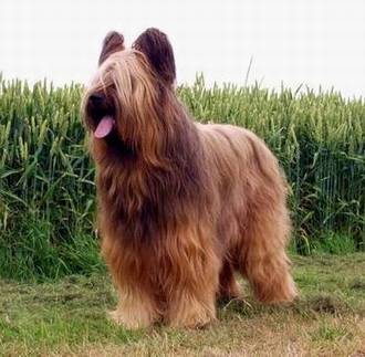 voooo u noble nid