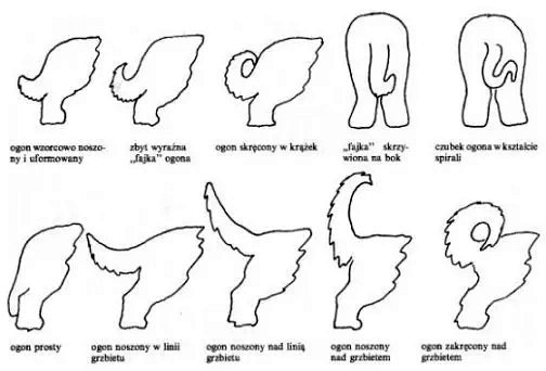 xbriard ogon.jpg.pagespeed.ic.CVPei GyTi